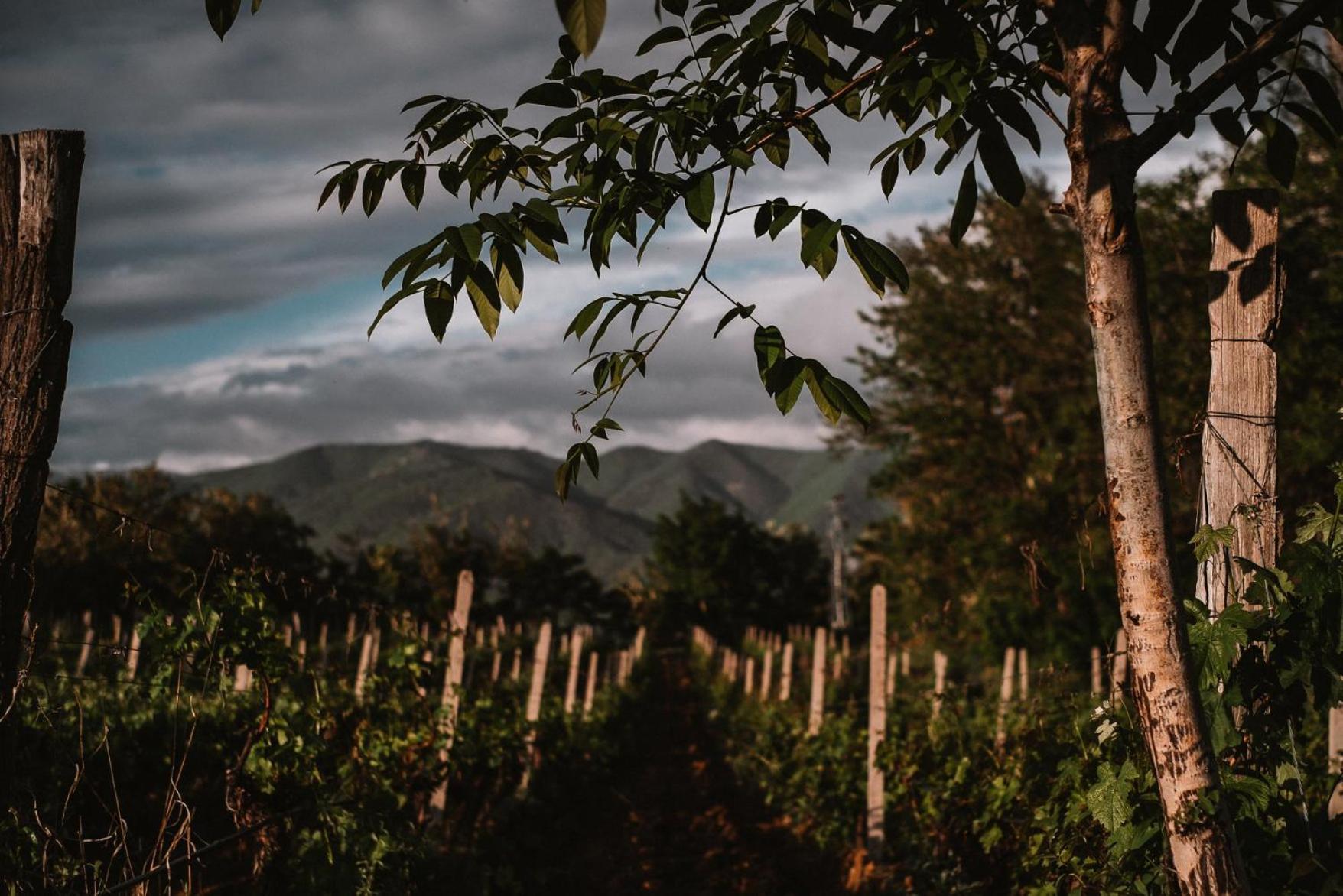 Popova Kula Hotel & Winery Demir Kapija Ngoại thất bức ảnh